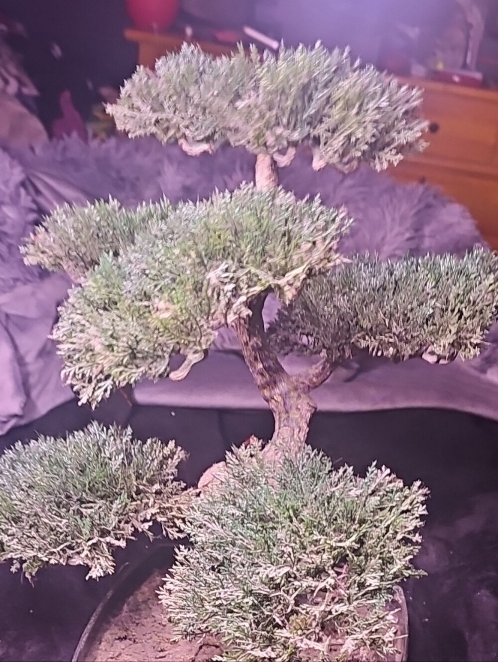 Bonsai Accent Tree in Green - Unbranded